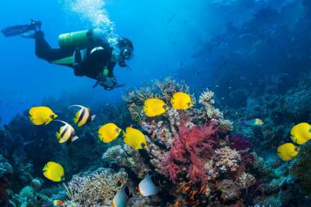 Travel Begins at Bonaire: a Guide for the Independent-minded Traveler
