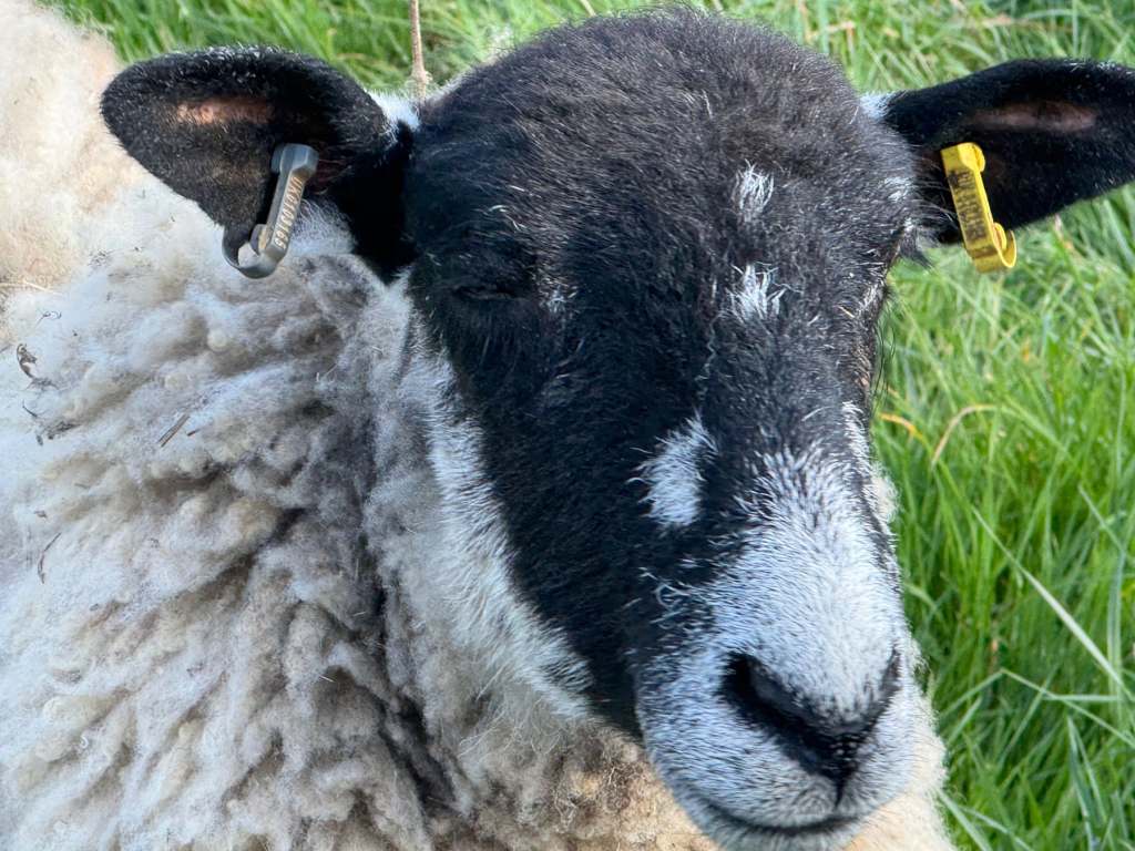 sheep by mark