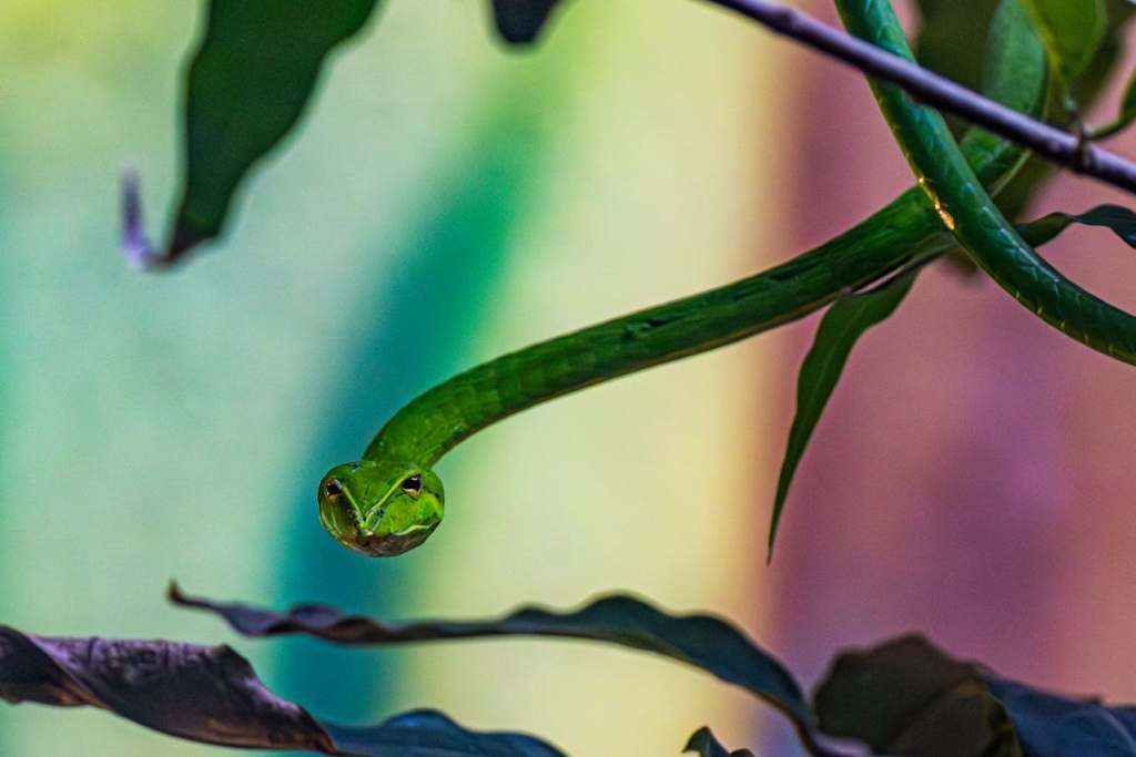 jungle