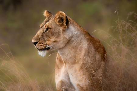 How to Spot Rare Species Across Tanzania’s Parks