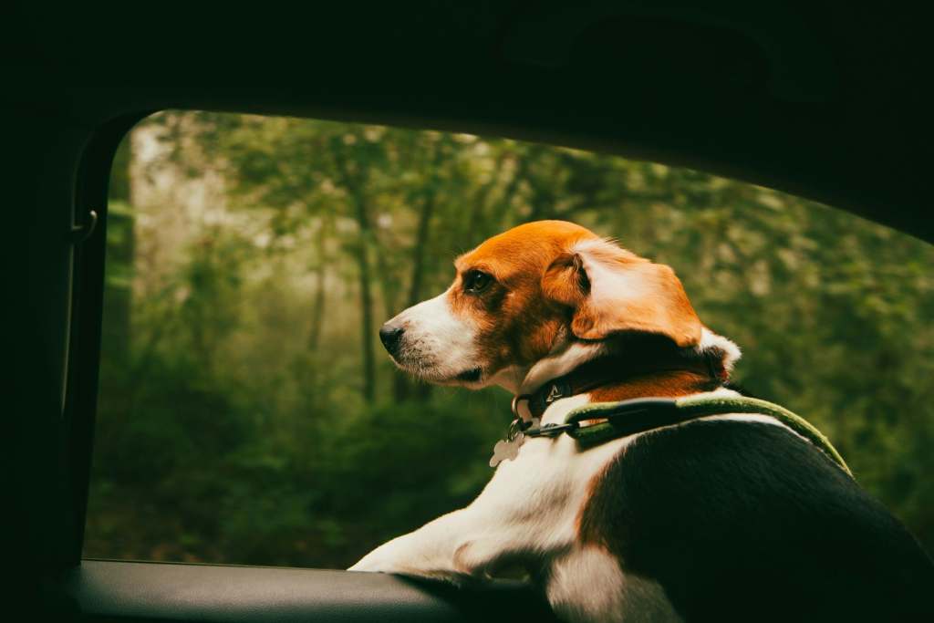 Travel with a dog
