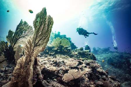Best Diving in Fiji: World-Class Reefs, Shark Encounters, and Pristine Marine Reserves
