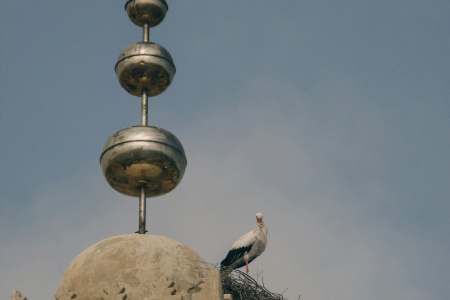 Where to Watch Birds in Morocco