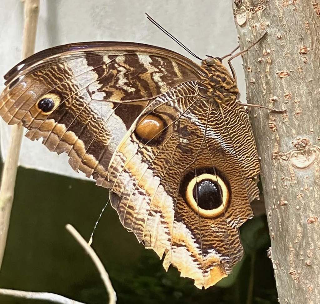 Beautiful eye-spotted owl butterfly in the Butterfly Garden at the National Museum.