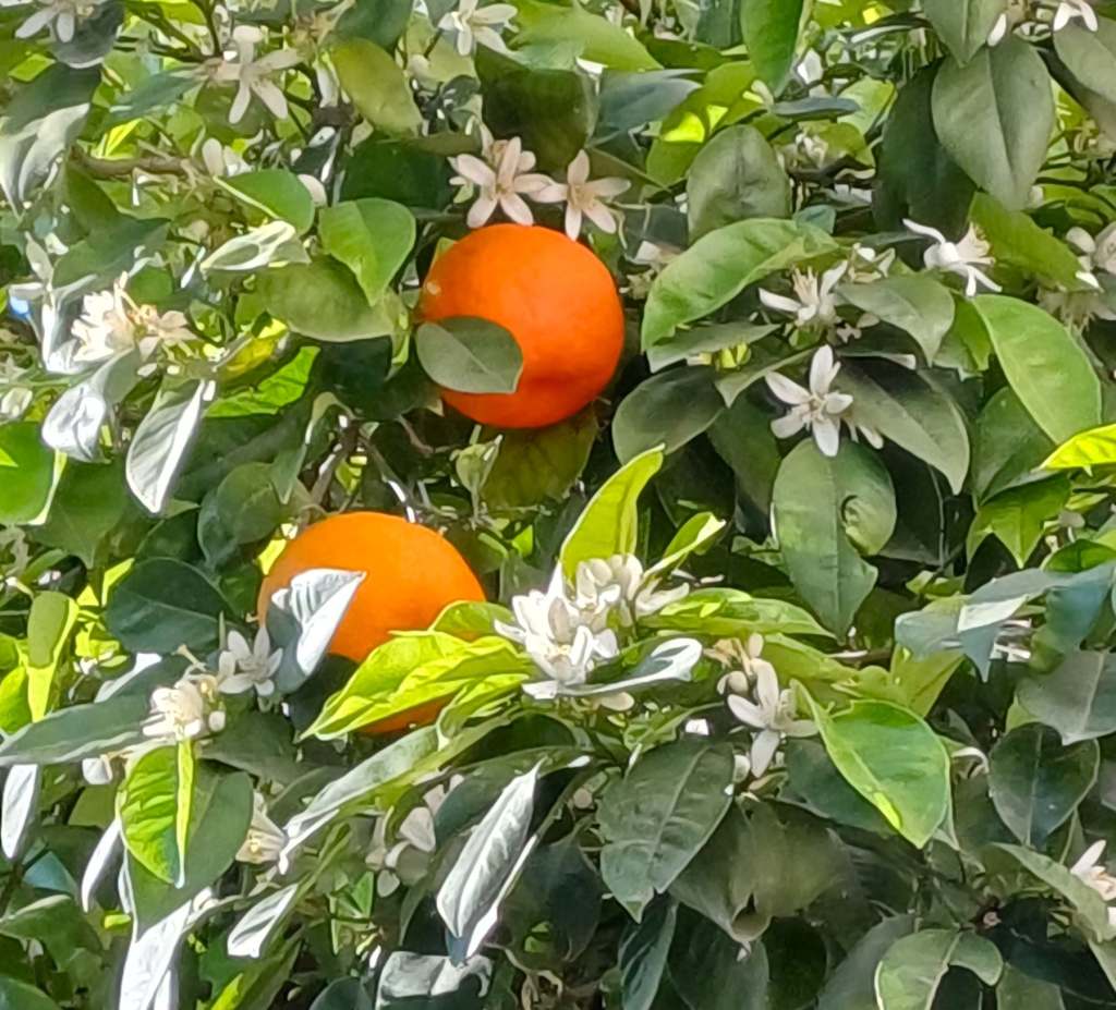 Springtime in Seville