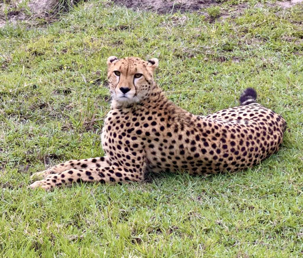 Spotting a cheetah on Maasai Mara Safari
