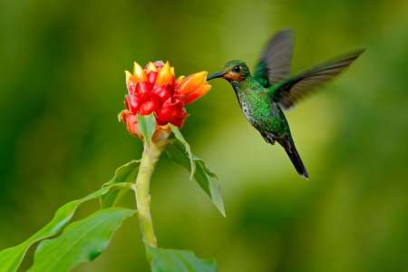 Exploring Nature in Costa Rica’s Central Valley