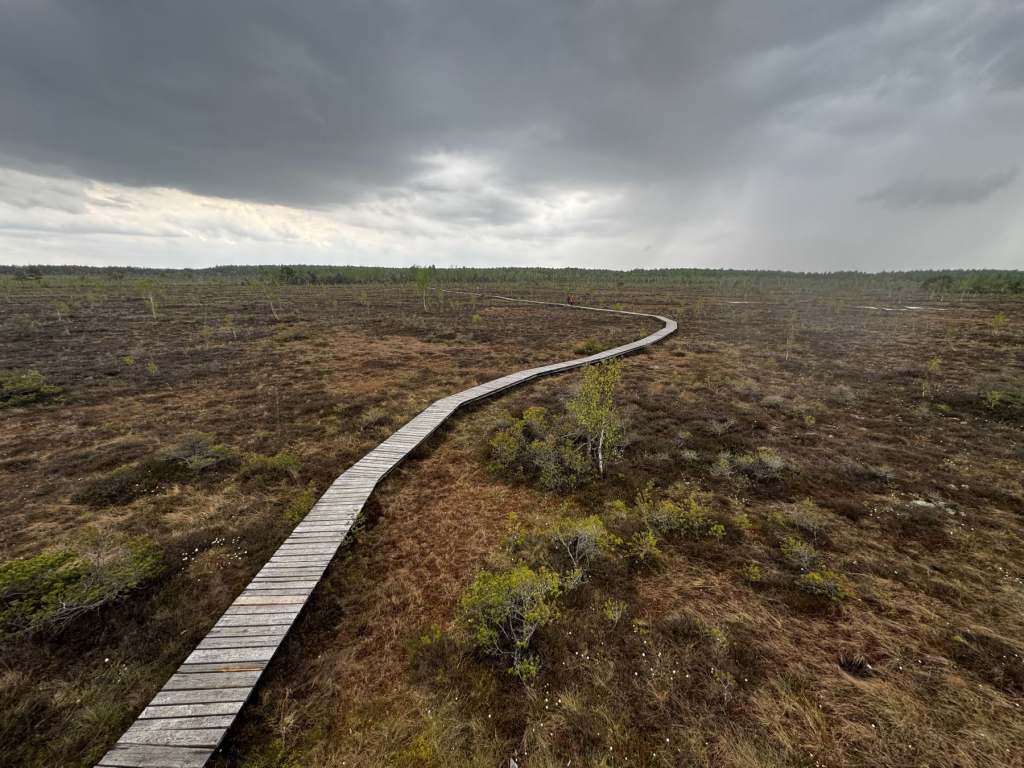 Bog walking in Coastal Lithuania