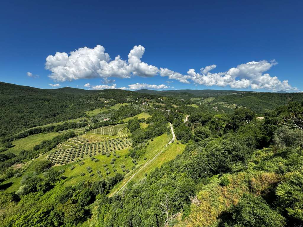 Allerona