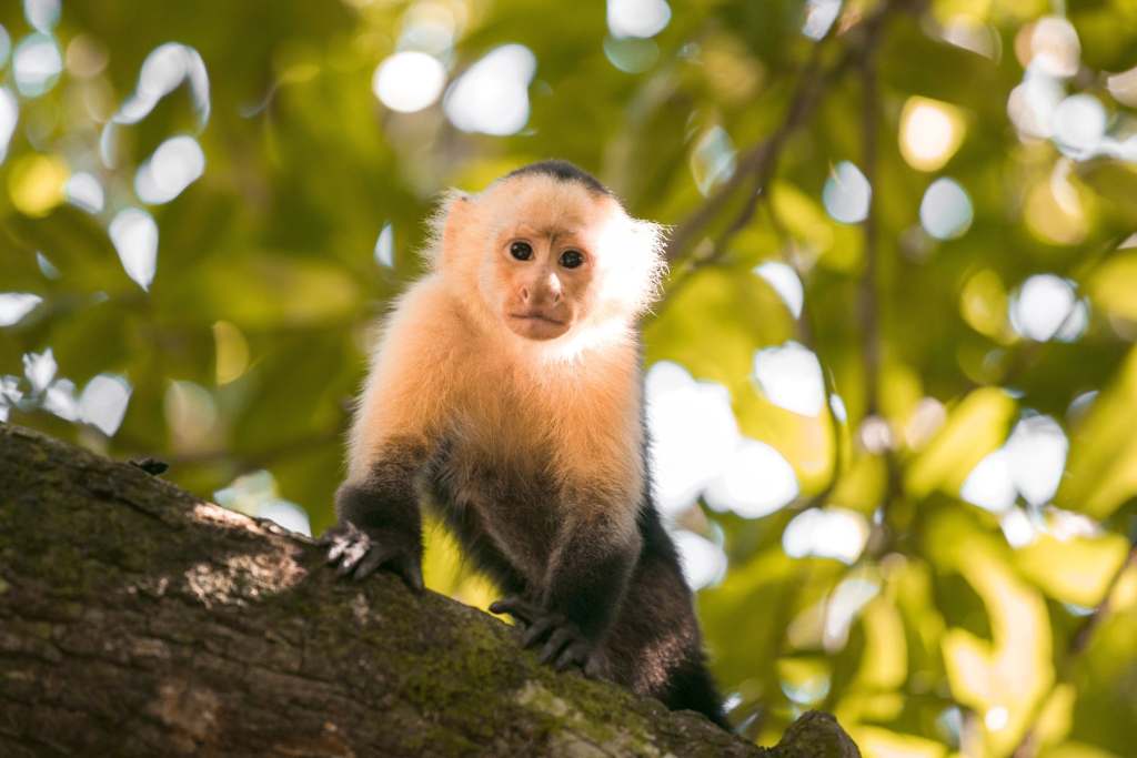white-faced capuchin monkey Costa Rica’s Caribbean Coast