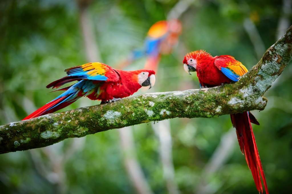 Macaws at Jaguar Rescue Centre Costa Rica’s Caribbean Coast