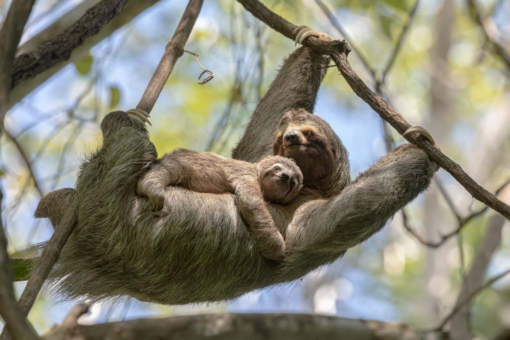 Mother and baby sloth