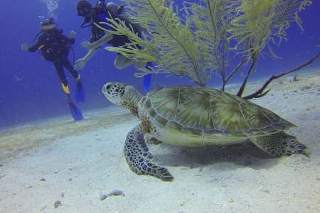 2026 Sea of Cortez Dive Trips Unlock Awe-Inspiring Marine Wonders