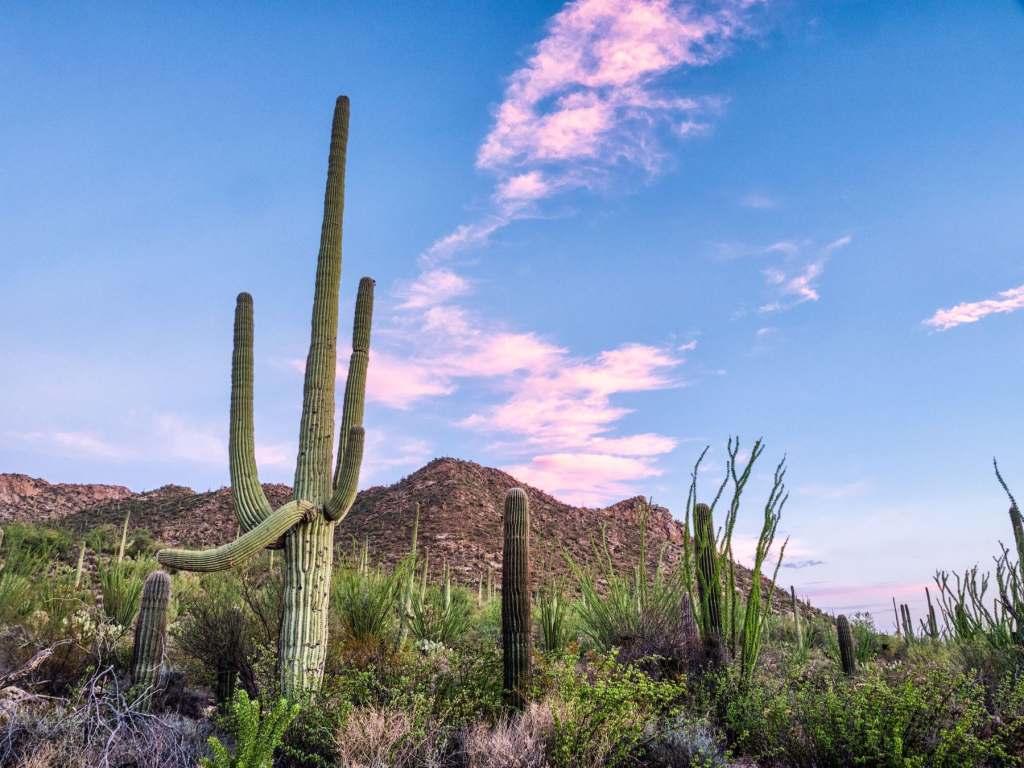 desert
