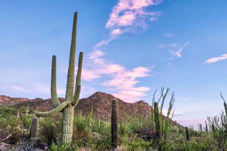 A Day in the Desert Can Take an Unexpected Turn