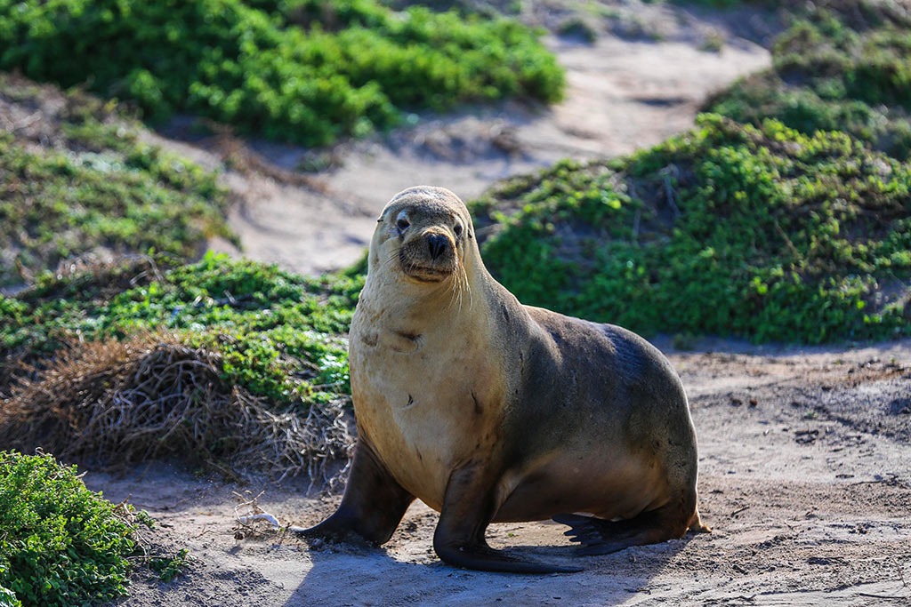 Australian Fur Seal resting on Montague Island in New South Wales