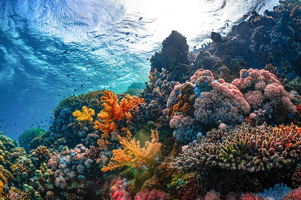 Underwater view of the colourful coral formations at Lord Howe Island