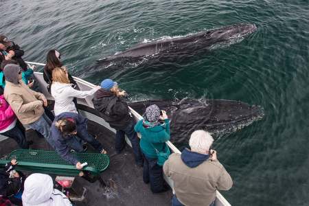 Best Places To Spot Marine Wildlife In NSW, Australia