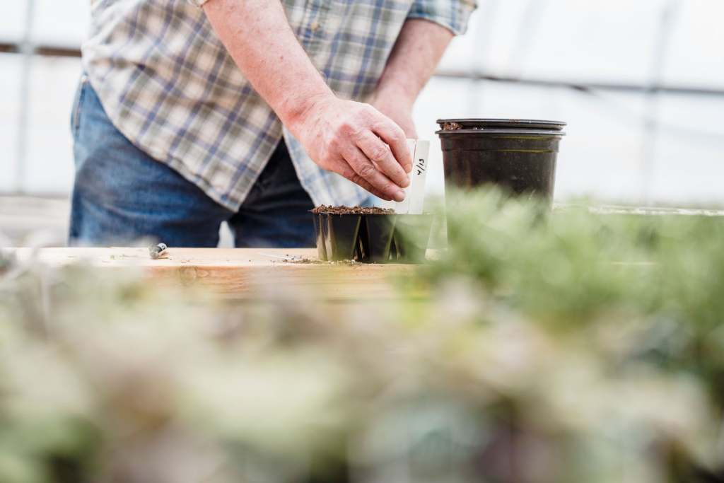 Plant seeds