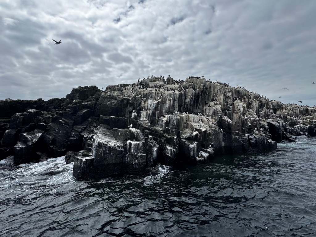 ファーン諸島の海鳥