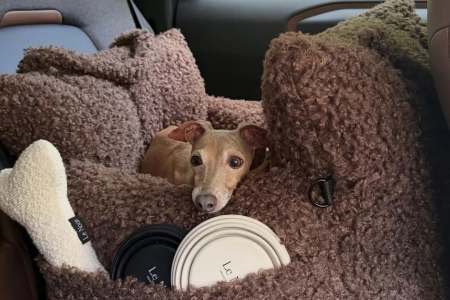 Hitting the Road With Your Fur Kid? Here’s How to Keep Them Safe