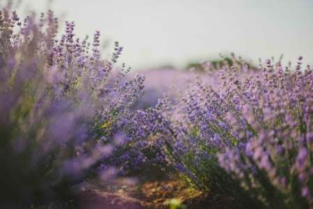 Flower Trails: Seasonal Travel to See Perfect Blooms