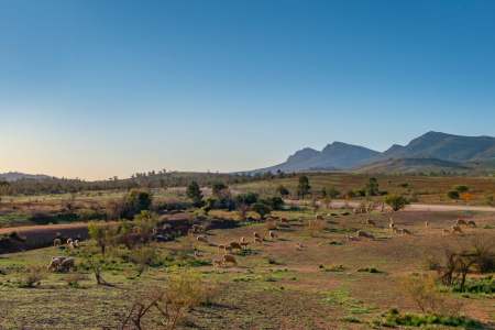 Walk on the Wild Side in The Magical Flinders Ranges
