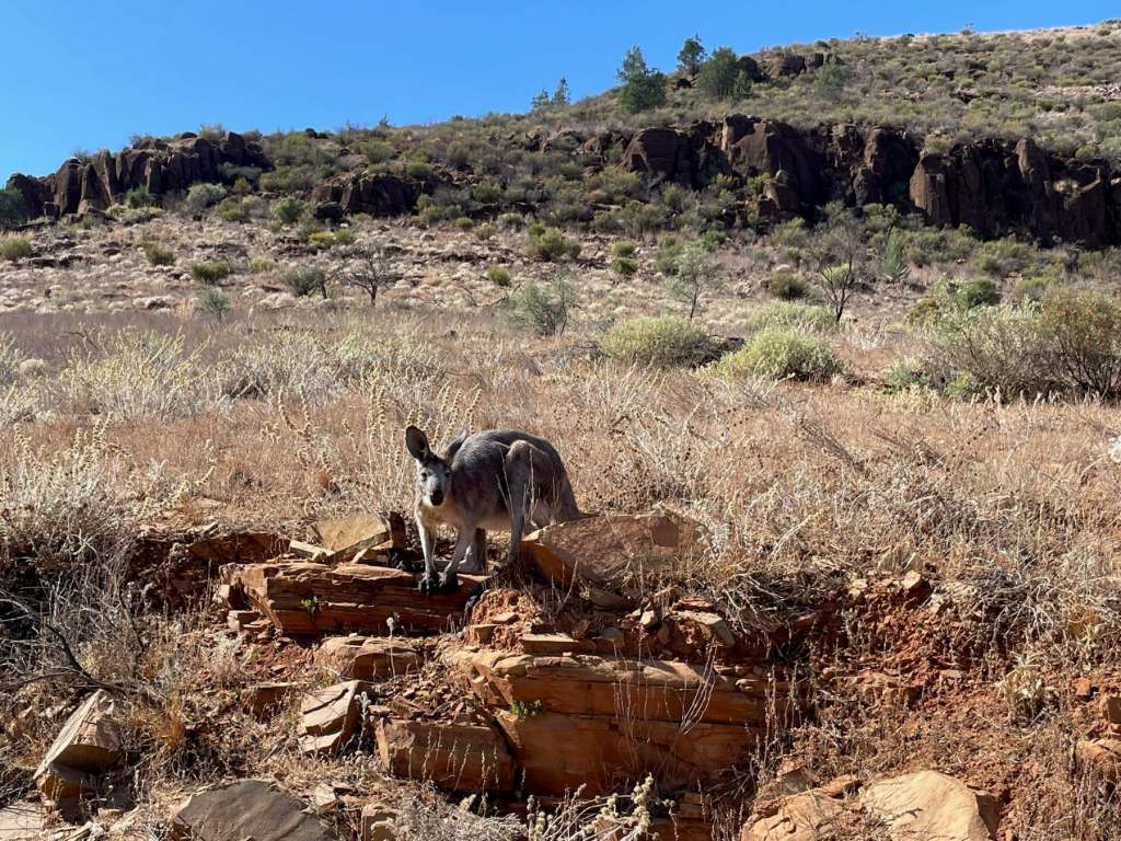 Wallaby crouching Flinders Ranges Renate Ruge