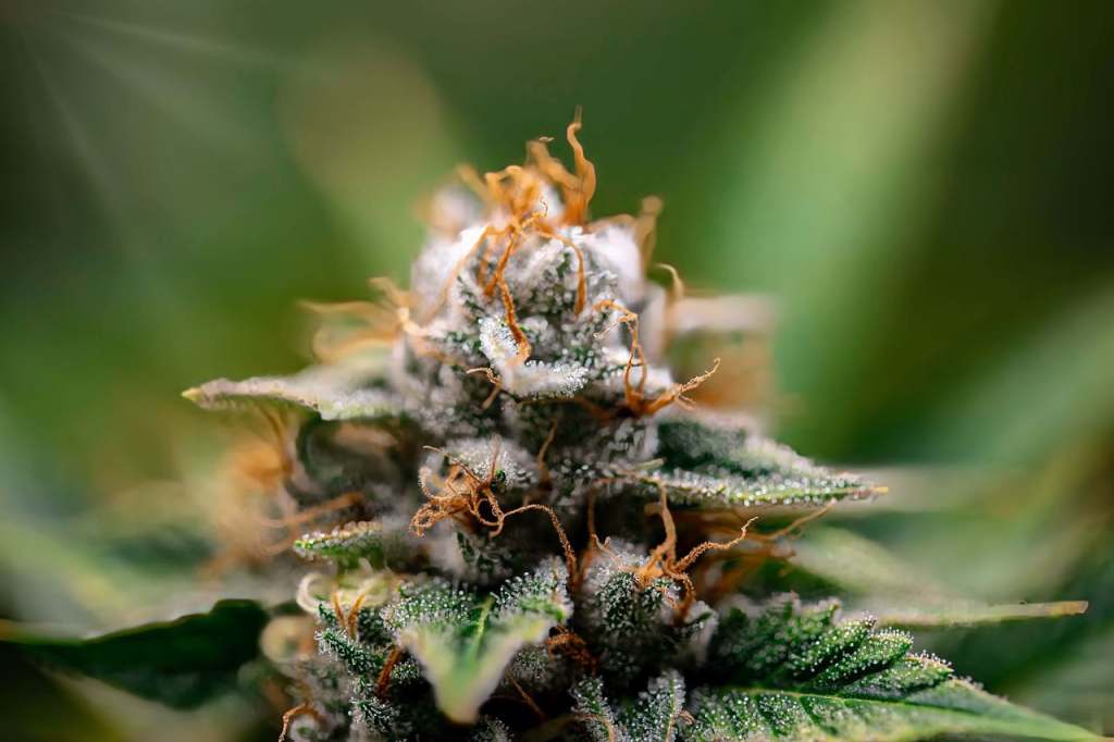 THCA Cannabis