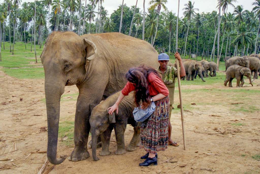 elephant